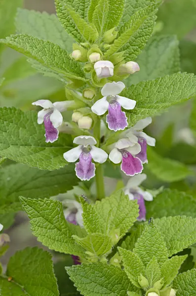 520218 - Bastard balm (Melittis melissophyllum)