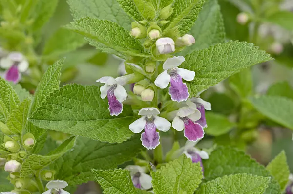 520219 - Bastard balm (Melittis melissophyllum)
