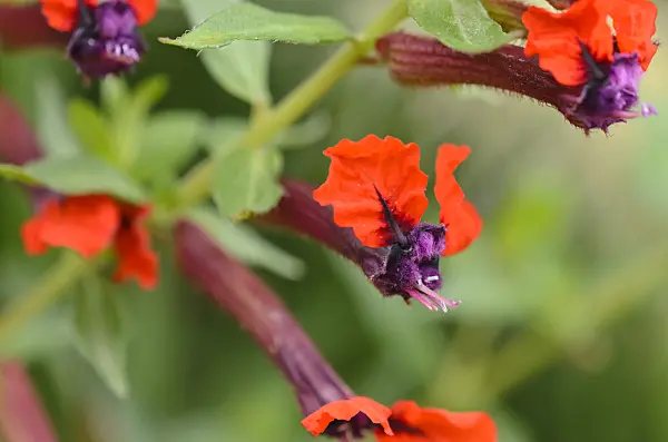 523146 - Bat-faced cuphea (Cuphea llavea 'Tiny Mice')