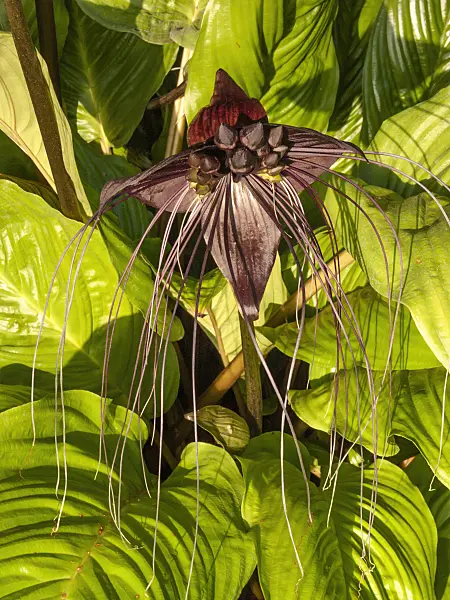 416078 - Bat flower (Tacca chantrieri)