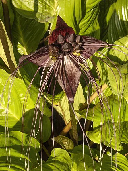416079 - Bat flower (Tacca chantrieri)