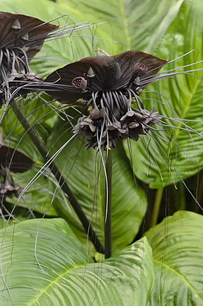 534194 - Bat flower (Tacca chantrieri)