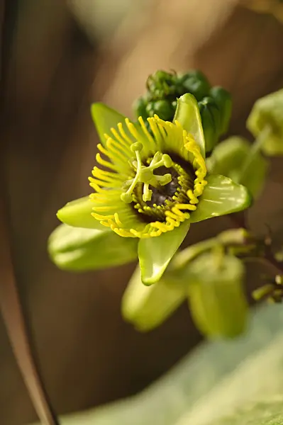 477117 - Bat leaved passion flower (Passiflora coriacea)