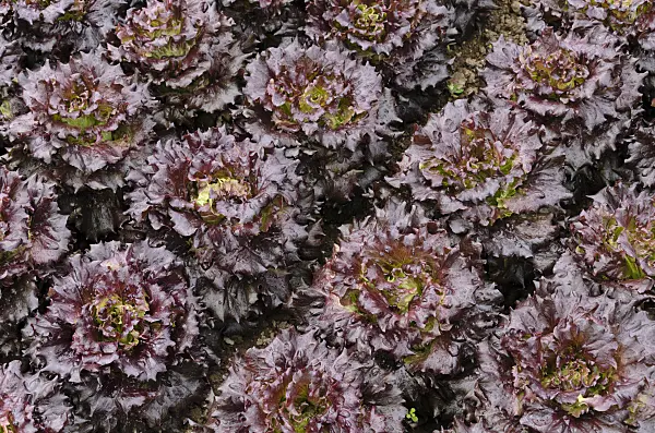 497072 - Batavia-Salat (Lactuca sativa var. capitata 'Mohican')