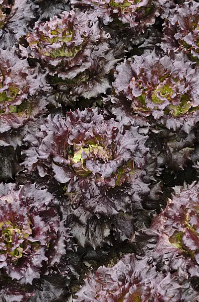 497073 - Batavian lettuce (Lactuca sativa var. capitata 'Mohican')