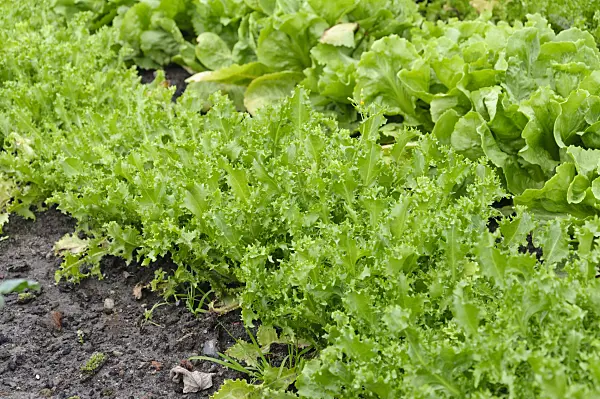 489020 - Batavian lettuce (Lactuca sativa var. capitata 'Teide')