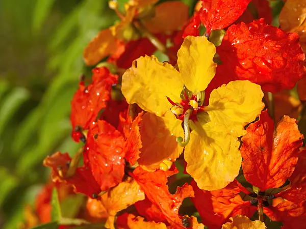434062 - Bauhinia kockiana