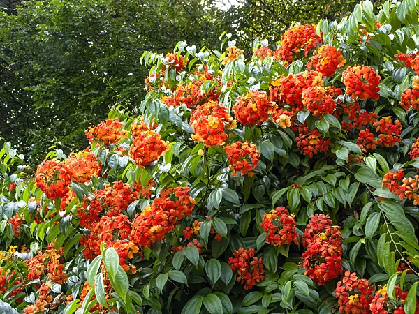 434240 - Bauhinia kockiana