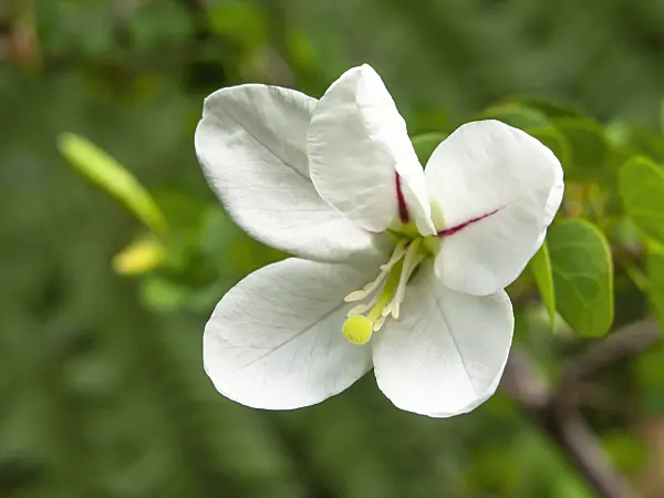 427116 - Bauhinia natalensis