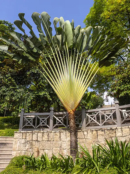 434261 - Baum der Reisenden (Ravenala madagascariensis), Fort Canning Park, Singapur