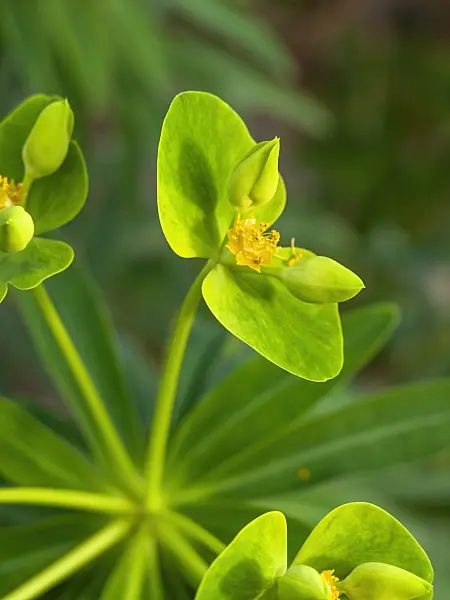 434023 - Baumartige Wolfsmilch (Euphorbia dendroides)