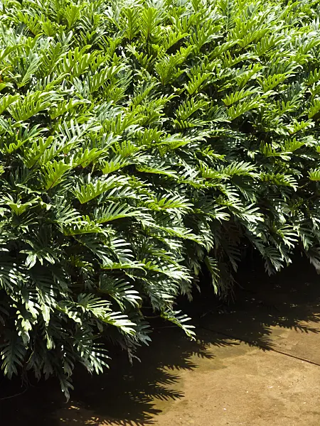 455058 - Baumfreund (Philodendron selloum 'Xanadu')
