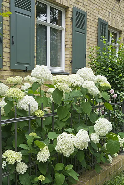 546036 - Baumhortensie (Hydrangea arborescens 'Annabelle')
