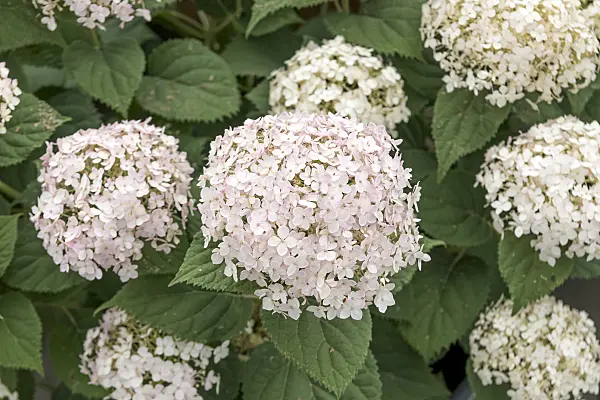 607106 - Baumhortensie (Hydrangea arborescens 'Invincibelle Wee White')