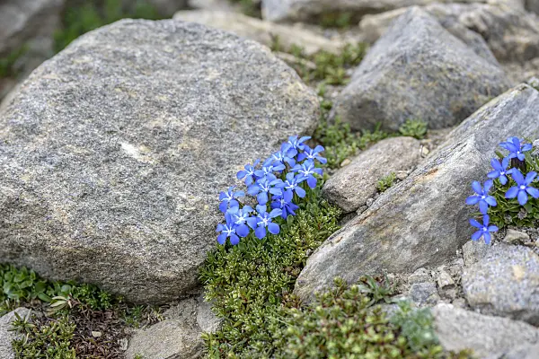 575108 - Bavarian gentian (Gentiana bavarica)