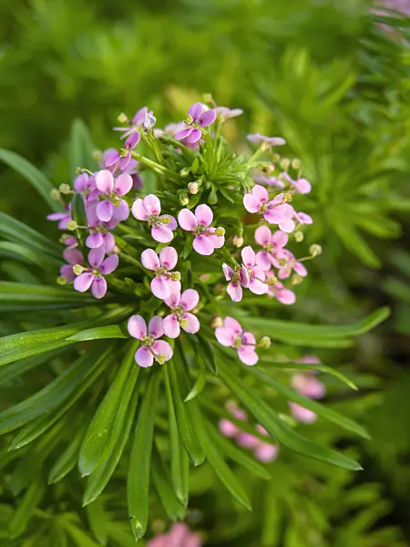 448011 - Beaked triggerplant (Stylidium adnatum)
