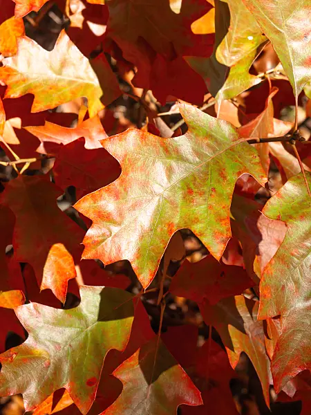 465140 - Bear oak (Quercus ilicifolia)