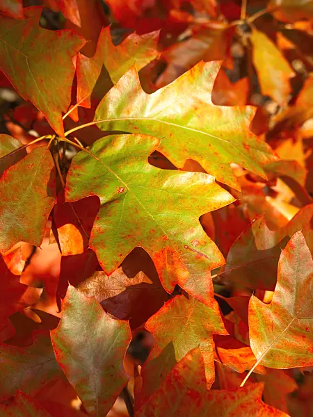 465150 - Bear oak (Quercus ilicifolia)