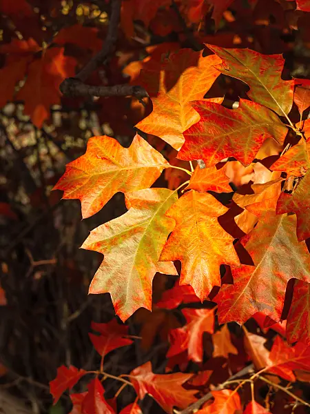 465151 - Bear oak (Quercus ilicifolia)