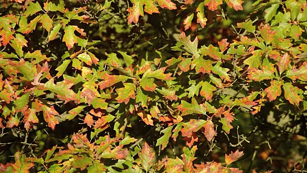 513030 - Bear oak (Quercus ilicifolia)