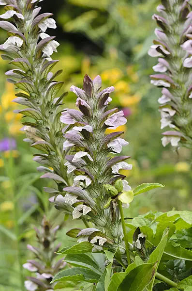 534358 - Bear's breeches (Acanthus)