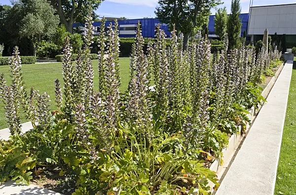 557150 - Bear's breeches (Acanthus)
