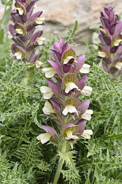 508238 - Bear's breeches (Acanthus dioscoridis var. perringii)