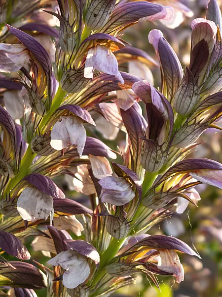 415031 - Bear's breeches (Acanthus hungaricus)