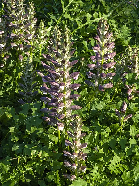 439296 - Bear's breeches (Acanthus hungaricus)