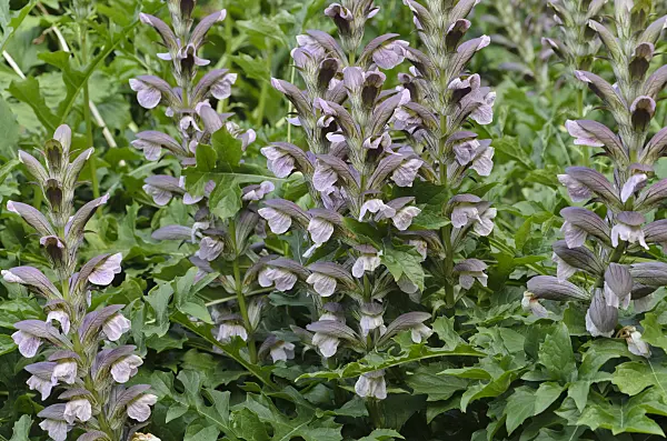 498013 - Bear's breeches (Acanthus hungaricus)