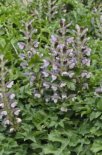 498014 - Bear's breeches (Acanthus hungaricus)