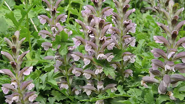 498026 - Bear's breeches (Acanthus hungaricus)