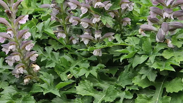 498027 - Bear's breeches (Acanthus hungaricus)