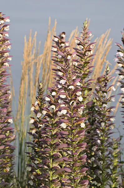 534430 - Bear's breeches (Acanthus hungaricus)