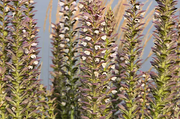534431 - Bear's breeches (Acanthus hungaricus)