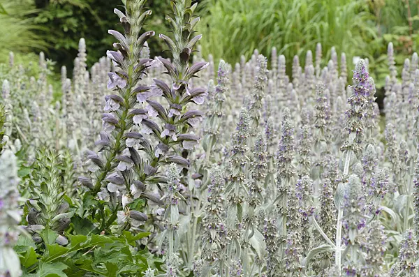 498012 - Bear's breeches (Acanthus hungaricus) and lamb's ears (Stachys byzantina)