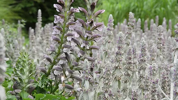 498028 - Bear's breeches (Acanthus hungaricus) and lamb's ears (Stachys byzantina)