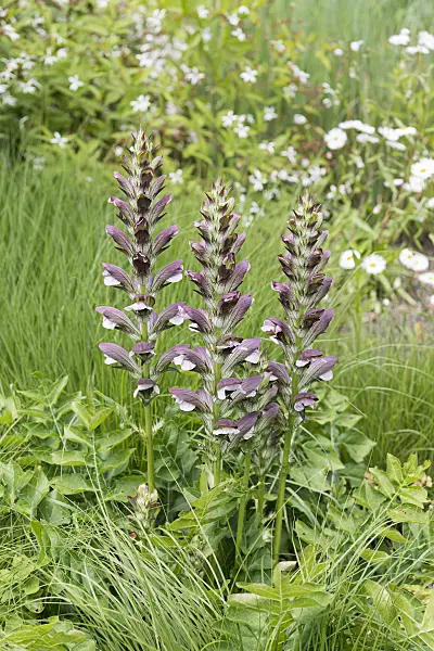 638005 - Bear's breeches (Acanthus mollis)