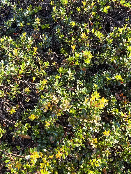 465149 - Bearberry (Arctostaphylos uva-ursi)