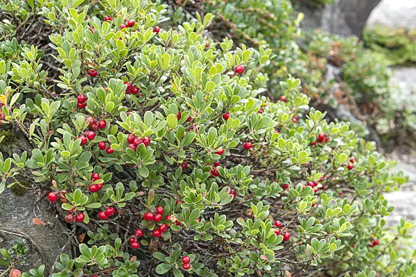 651074 - Bearberry (Arctostaphylos uva-ursi)