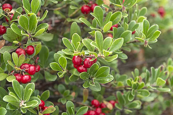 651075 - Bearberry (Arctostaphylos uva-ursi)