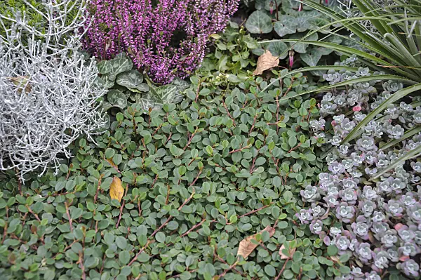 517170 - Bearberry cotoneaster (Cotoneaster dammeri 'Evergreen')