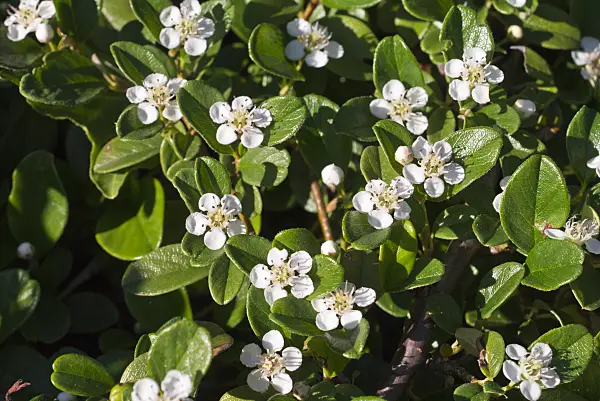 608128 - Bearberry cotoneaster (Cotoneaster dammeri var. radicans)