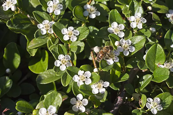 608127 - Bearberry cotoneaster (Cotoneaster dammeri var. radicans) and bee (Apis)