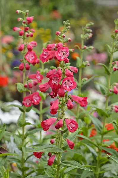 522096 - Beard tongue (Penstemon)