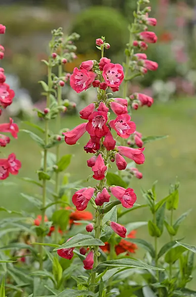 522097 - Beard tongue (Penstemon)