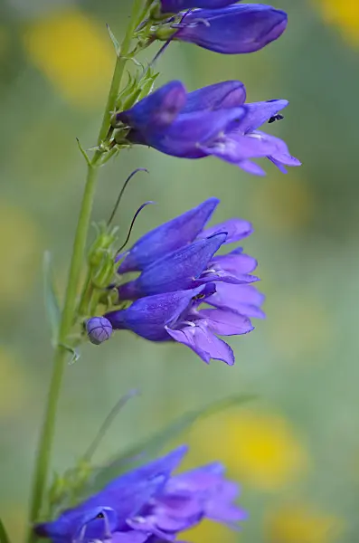 521048 - Beard tongue (Penstemon barbatus 'Praecox Nanus Rondo')