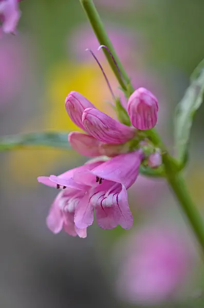 521049 - Beard tongue (Penstemon barbatus 'Praecox Nanus Rondo')