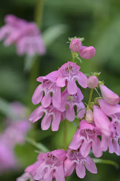 521050 - Beard tongue (Penstemon barbatus 'Praecox Nanus Rondo')