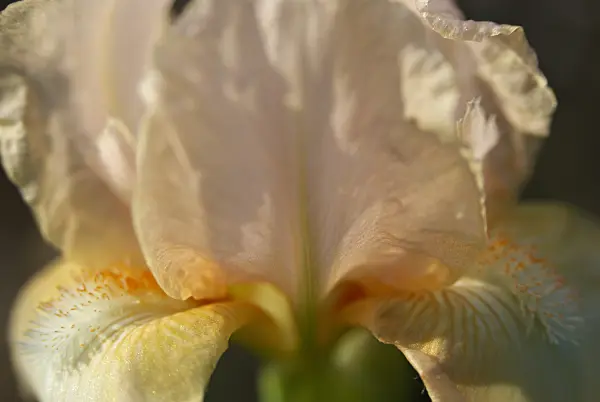 452118 - Bearded iris (Iris barbata)